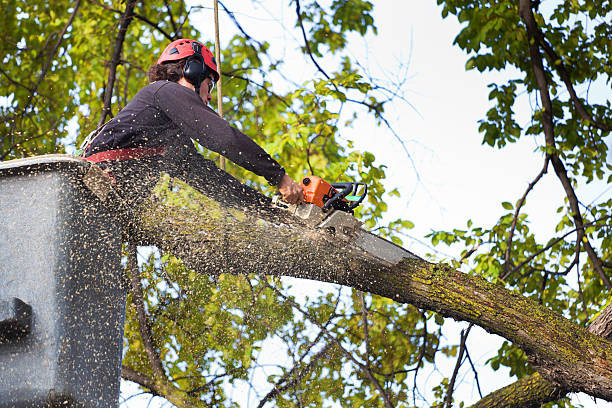 Best Tree and Shrub Care  in Berryville, TX